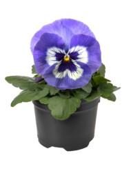 Viola wittrockiana Delta Pro Marina_fot. Syngenta Flowers