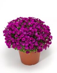 Aubrieta Glacier Red_fot. Syngenta Flowers