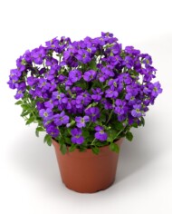 Aubrieta hybrida Glacier Sky Blue_fot. Syngenta Flowers
