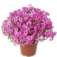 GoldiPhlox Cherry_fot. Syngenta Flowers