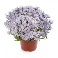 GoldiPhlox Light Blue_fot. Syngenta Flowers