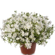 Phlox subulata GoldiPhlox White_fot. Syngenta Flowers