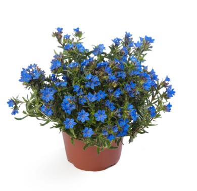 Lithodora diffusa Tidepool Sky Blue_fot. Syngenta Flowers