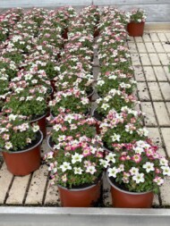 Saxifraga ×arendsii Alpino Early Carnival w sprzedaży detalicznej_DeKleerkast_Syngenta Flowers