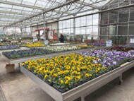Viola wittrockiana Delta Pro_Centrum ogr. De Kleerkast 2025
