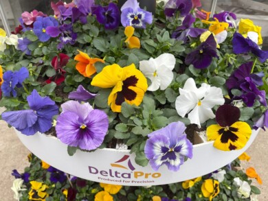 Viola wittrockiana Delta Pro_Syngenta Flowers SpringTrials 2025