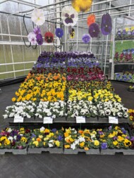 Viola wittrockiana Delta Pro_Syngenta Flowers Spring Trials 2025