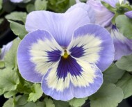 Viola wittrockiana Delta Pro Marina_Syngenta Flowers