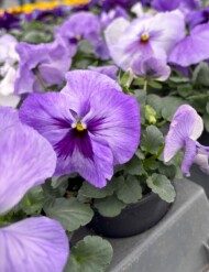 Viola wittrockiana Delta Pro Lavender Blue Shades_fot. Syngenta Flowers