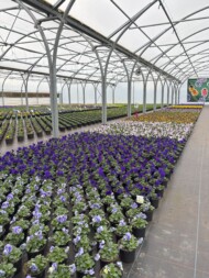 Viola wittrockiana Delta Pro_Syngenta Flowers SpringTrials 2025