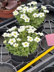 Saxifraga Alpino White Imp._Syngenta Flowers