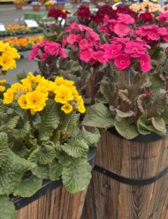 Primula elatior Merlin Golden Yellow i Merlin Rose_Syngenta Flowers