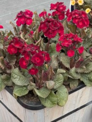 Primula elatior Merlin Violet Pink_Syngenta Flowers