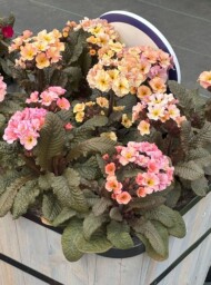 Primula elatior Merlin Cottage_Syngenta Flowers