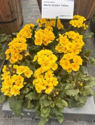 Primula elatior Merlin Golden Yellow _Syngenta Flowers