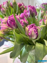 Tulipany Negrita Double (fot. A. Cecot)_Wystawa Tulipanów w Wilanowie 2025