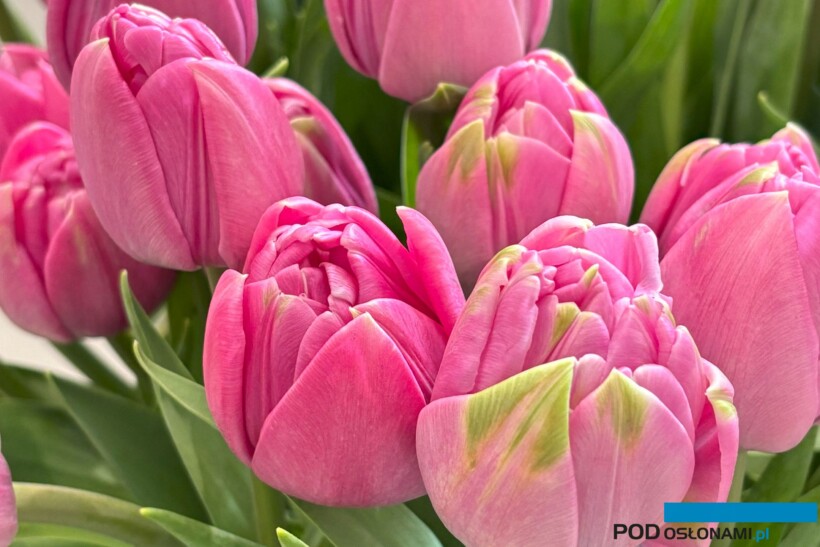 Tulipany Double You_Wystawa Tulipanów w Wilanowie 2025_fot. A-Cecot