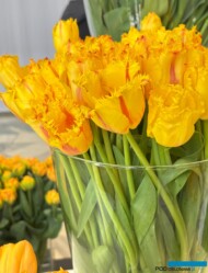 Tulipany Flamenco (fot. A. Cecot)_Wystawa Tulipanów w Wilanowie 2025