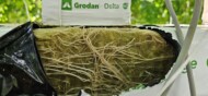 Mocne, białe korzenie pomidorów z uprawy, w której stosowany jest preparat Radiculum (fot. Agro-Sorb)