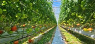 Obfite plonowanie pomidorów z uprawy, w której stosowane są biostymulatory Agro-Sorb (fot. Agro-Sorb)
