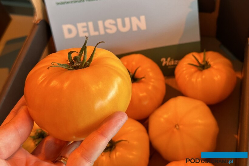żółty pomidor delisun