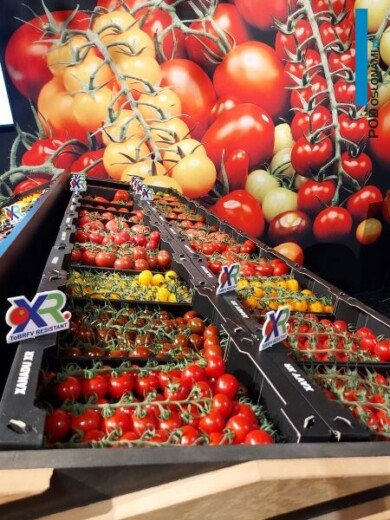 Gama pomidorów w typie cherry