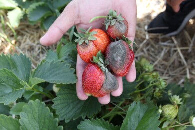 Zdjęcie porażonych szarą pleśnią owoców truskawki w dłoni: Widoczne objawy zaawansowanego porażenia owoców truskawek przez szarą pleśń – Botrytis cinerea. Zwalczanie chorób grzybowych w truskawce wymaga zastosowania środka o krótkim okresie karencji, takiego jak fungicyd Libreto, skuteczny na szarą pleśń w różnych fazach rozwoju.