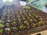 Sadzonki malin ukorzeniane w doniczkach typu paper pots (fot. K. KD)