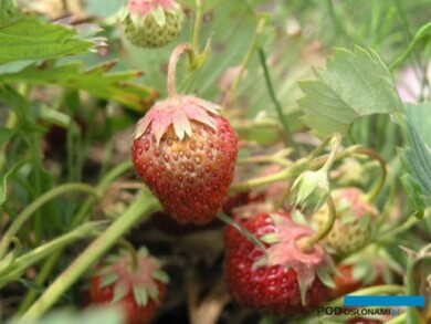 Objawy szarej pleśni na owocach