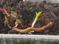 Odrosty korzeniowe maliny (fot. KKD)