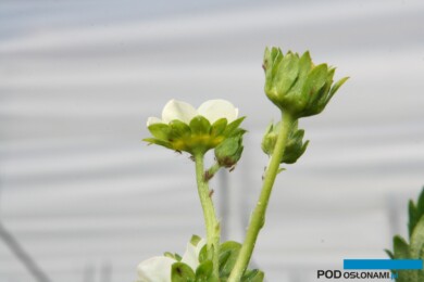 Mszyce na truskawce (fot. B. Łabanowska)