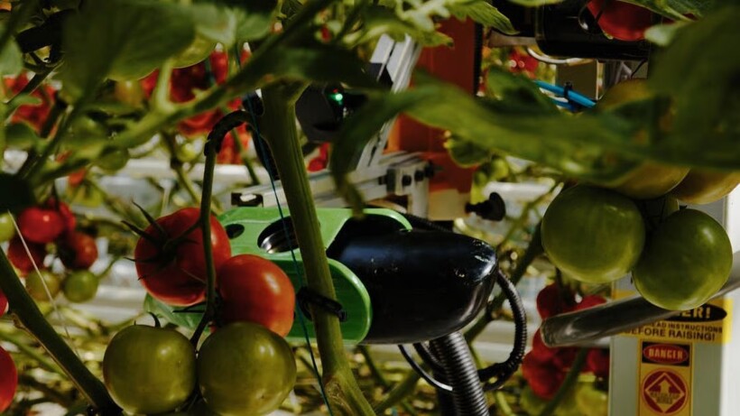 ViewNetic umożliwia wczesne wykrywanie szkodników i chorób, analizę w czasie rzeczywistym