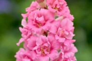 Antirrhinum DoubleShot™ Hot Pink F1 - hodowli firmy Hem Genetics