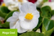 Begonia ×hybrida Mega Cool White F1 (Benary Samenzucht)
