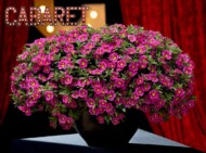Calibrachoa Cabaret Bumble Bee Hot Pink (Florensis)
