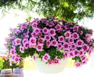 Calibrachoa - odmiana z grupy (serii) Careless Cali, hodowli przedsiębiorstwa Dümmen Orange