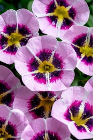 Calibrachoa Caliloco® Star Child (Westhoff)