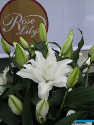 Lilia Roselily Aretha_fot. A-Cecot