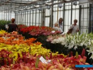 Dutch Lily Days__fot. A-Cecot