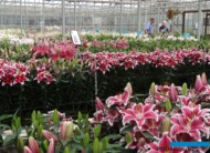 Dutch Lily Days_fot. A-Cecot