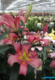 Dutch Lily Days_fot. A-Cecot
