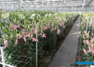 Dutch Lily Days_fot. A-Cecot