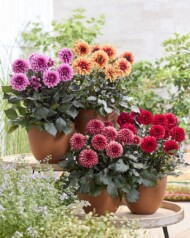 Dahlia - odmiany Rose, Apricot, Amber, Red z grupy (serii) LaBella Grande Chocolate; fot. Beekenkamp