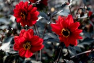 Dahlia Black Forest Ruby (Takii Seed/Sahin)