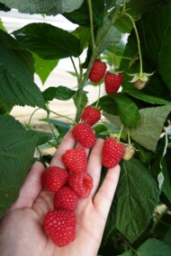 Malina odmiany Delniwa - prawidłowo wykształcone owoce (fot. KKD)