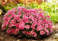Dianthus Whetman Pinks Electric Dreams (fot. Selecta One)