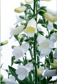 Digitalis purpurea 'Hanabee F1 White' (Takii Seed)