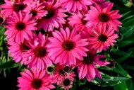 Echinacea hybrida Pearl™ Magenta Imp. (Vitroflora)
