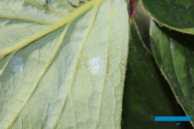 Złoża jaj mączlika