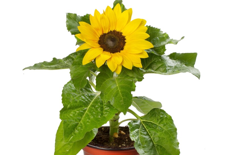 Helianthus_annuus_Sunsation_Yellow_Spirit_Evanthia